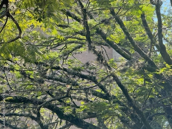 Fototapeta trees in the forest