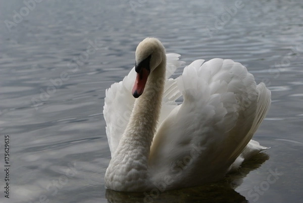 Fototapeta Łabędź