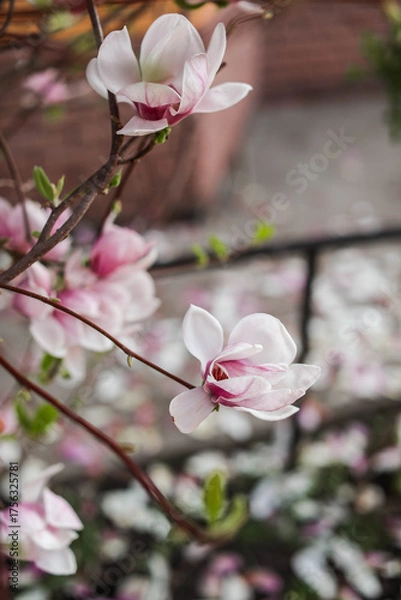 Fototapeta Blooming pink magnolias in sunny weather in the garden.