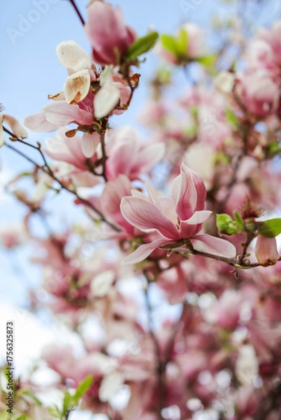 Fototapeta Blooming pink magnolias in sunny weather in the garden.