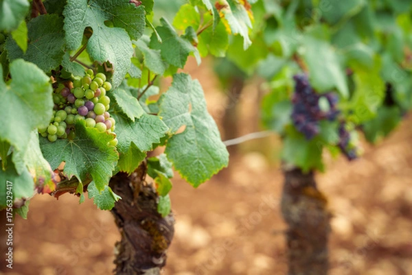 Obraz véraison du raisin 