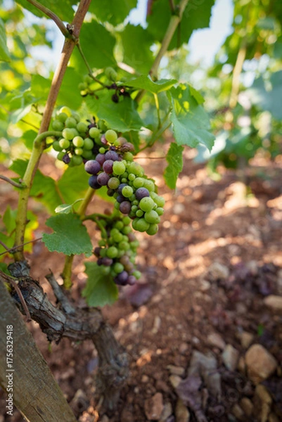 Obraz véraison du raisin 