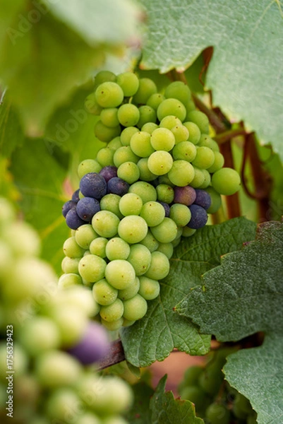 Obraz véraison du raisin 