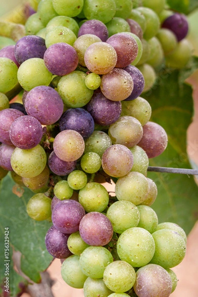 Obraz véraison du raisin 