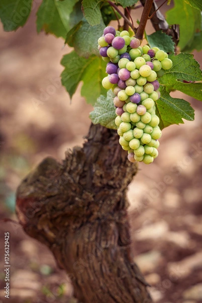 Obraz véraison du raisin 
