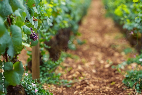 Obraz véraison du raisin 