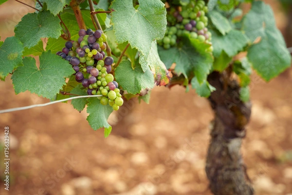 Obraz véraison du raisin 