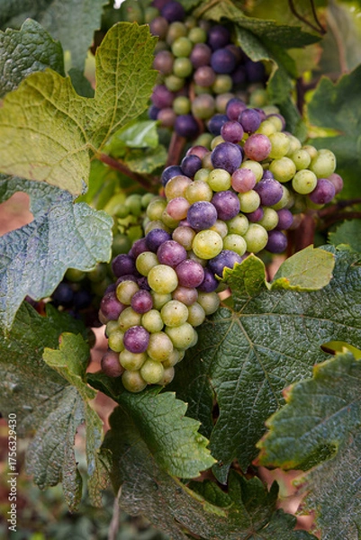 Obraz véraison du raisin 