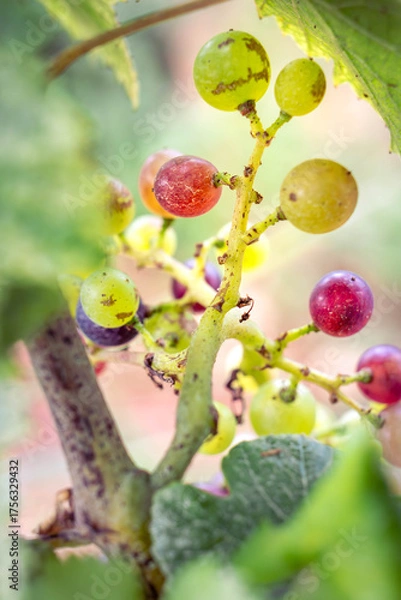 Obraz véraison du raisin 