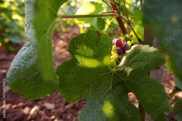 Obraz véraison du raisin 