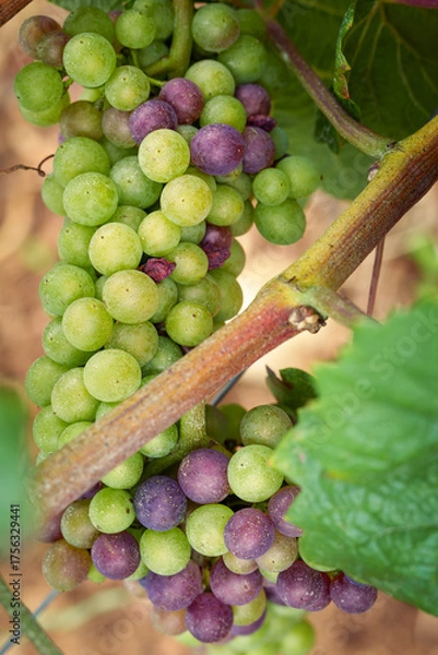 Obraz véraison du raisin 
