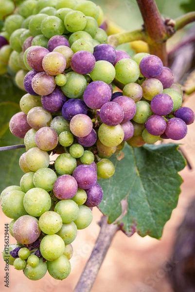 Obraz véraison du raisin 