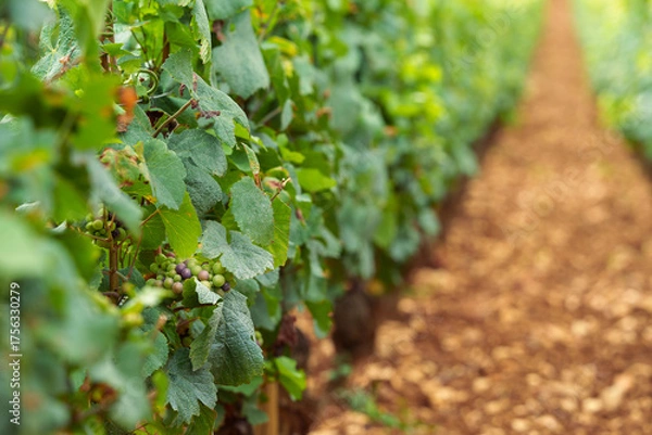 Obraz véraison du raisin 