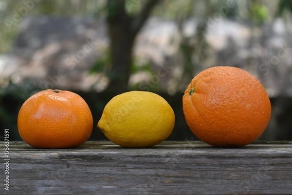 Fototapeta Two oranges and a lemon.
