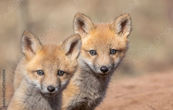 Fototapeta Red fox