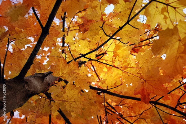 Fototapeta Autumn foliage