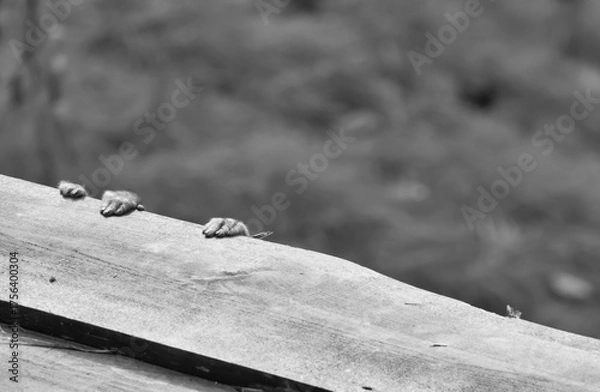 Obraz I'm still holding on (Macaca fuscata)