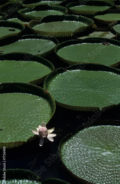 Obraz giant amazon water lily