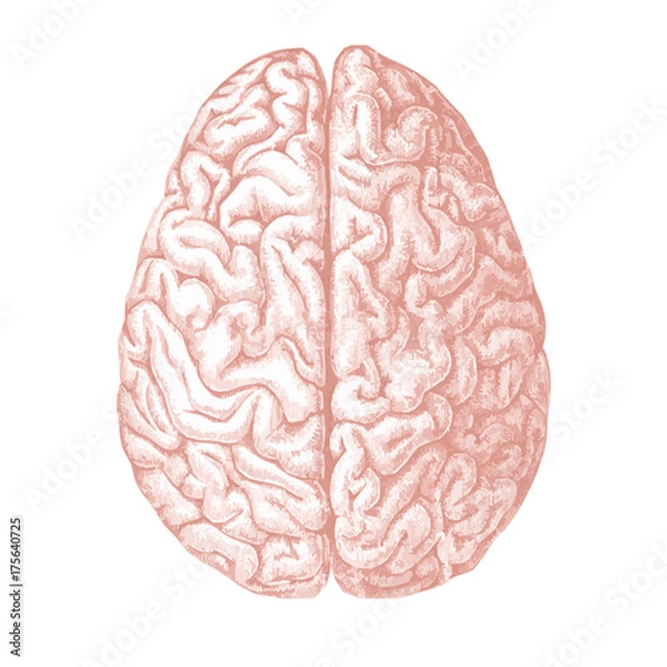 Obraz Human Brain illustration isolated on white background Top view.