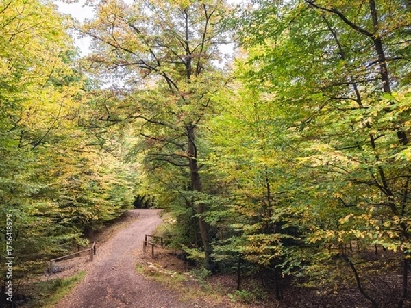 Obraz Epping Forest in Autumn 