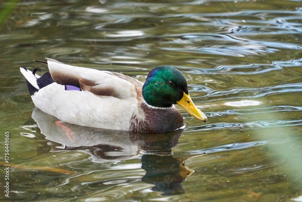 Obraz kaczka w jeziorze