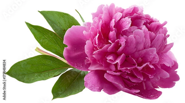 Fototapeta pink hydrangea flower