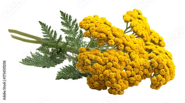 Fototapeta yellow flower