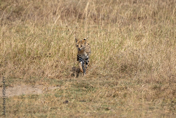 Fototapeta Serval cat. Wild small cat native to Africa. Ngorongoro Conservation Area, Karatu Kenya