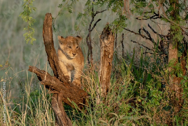 Obraz Baby lion cub playing in branches in African savanna 