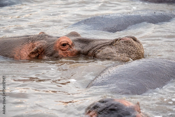 Fototapeta Closeup of Hippo's head with eyes open in pond. Hippopotamus.
