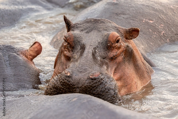 Obraz Closeup of Hippo's head with eyes open in pond. Hippopotamus.
