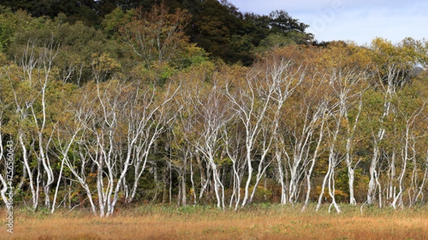 Fototapeta 秋の尾瀬、草モミジの紅葉に包まれた尾瀬ヶ原と尾瀬沼トレッキング、群馬県,日本