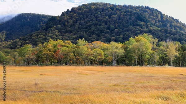 Fototapeta 秋の尾瀬、草モミジの紅葉に包まれた尾瀬ヶ原と尾瀬沼トレッキング、群馬県,日本
