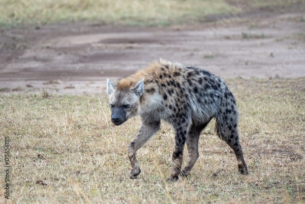 Fototapeta Wild Hyena in savanna in Kenya, Africa searching for prey.