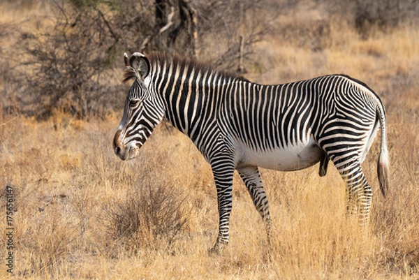 Obraz Portrait od Zebra in Africa