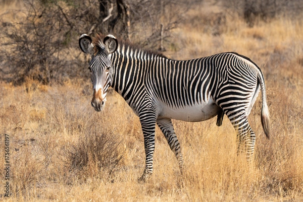 Obraz Portrait od Zebra in Africa