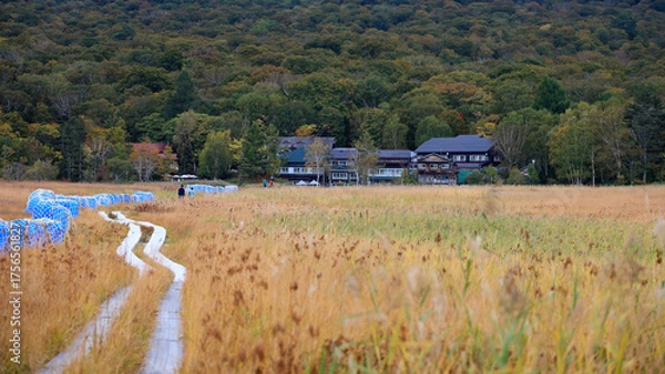 Fototapeta 秋の尾瀬、草モミジの紅葉に包まれた尾瀬ヶ原と尾瀬沼トレッキング、群馬県,日本