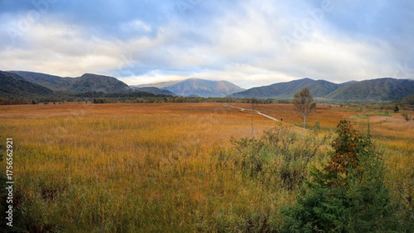 Fototapeta 秋の尾瀬、草モミジの紅葉に包まれた尾瀬ヶ原と尾瀬沼トレッキング、群馬県,日本