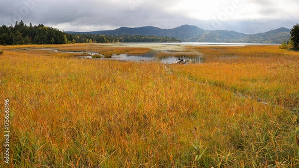 Fototapeta 秋の尾瀬、草モミジの紅葉に包まれた尾瀬ヶ原と尾瀬沼トレッキング、群馬県,日本