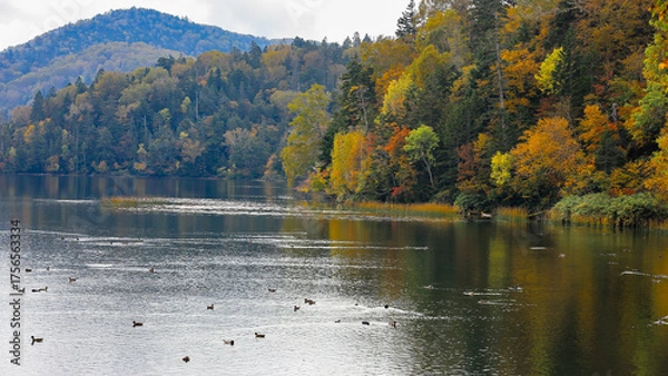 Fototapeta 秋の尾瀬、草モミジの紅葉に包まれた尾瀬ヶ原と尾瀬沼トレッキング、群馬県,日本