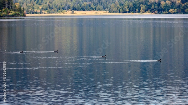 Fototapeta 秋の尾瀬、草モミジの紅葉に包まれた尾瀬ヶ原と尾瀬沼トレッキング、群馬県,日本