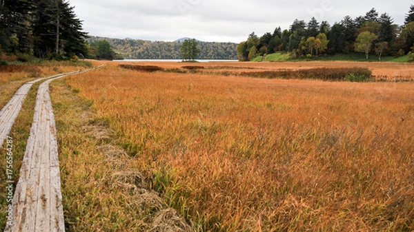 Fototapeta 秋の尾瀬、草モミジの紅葉に包まれた尾瀬ヶ原と尾瀬沼トレッキング、群馬県,日本