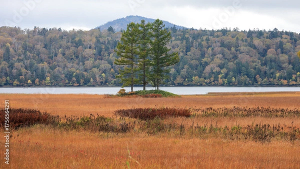 Fototapeta 秋の尾瀬、草モミジの紅葉に包まれた尾瀬ヶ原と尾瀬沼トレッキング、群馬県,日本
