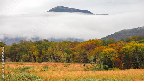 Fototapeta 秋の尾瀬、草モミジの紅葉に包まれた尾瀬ヶ原と尾瀬沼トレッキング、群馬県,日本