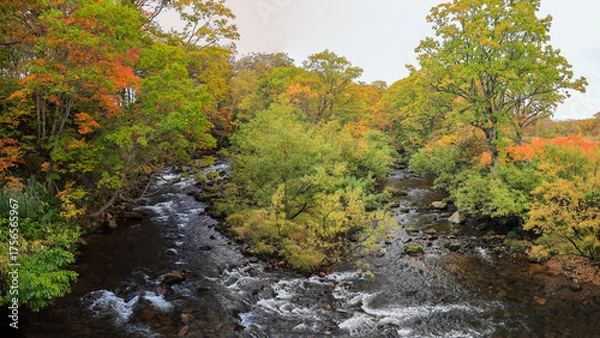 Fototapeta 秋の尾瀬、草モミジの紅葉に包まれた尾瀬ヶ原と尾瀬沼トレッキング、群馬県,日本