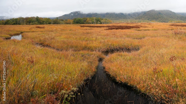 Fototapeta 秋の尾瀬、草モミジの紅葉に包まれた尾瀬ヶ原と尾瀬沼トレッキング、群馬県,日本