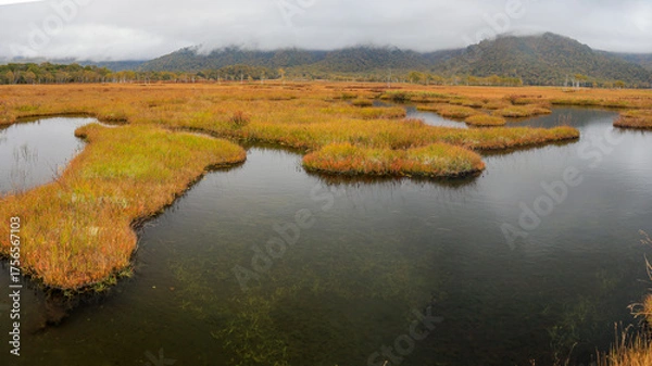 Fototapeta 秋の尾瀬、草モミジの紅葉に包まれた尾瀬ヶ原と尾瀬沼トレッキング、群馬県,日本