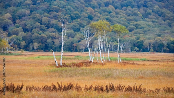 Fototapeta 秋の尾瀬、草モミジの紅葉に包まれた尾瀬ヶ原と尾瀬沼トレッキング、群馬県,日本