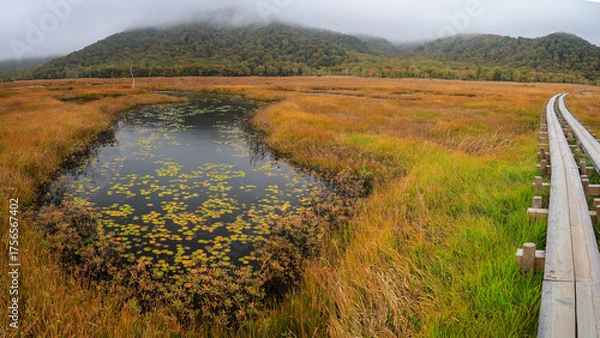 Fototapeta 秋の尾瀬、草モミジの紅葉に包まれた尾瀬ヶ原と尾瀬沼トレッキング、群馬県,日本