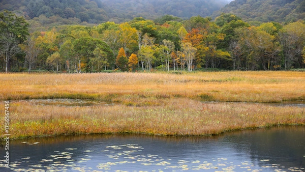 Fototapeta 秋の尾瀬、草モミジの紅葉に包まれた尾瀬ヶ原と尾瀬沼トレッキング、群馬県,日本